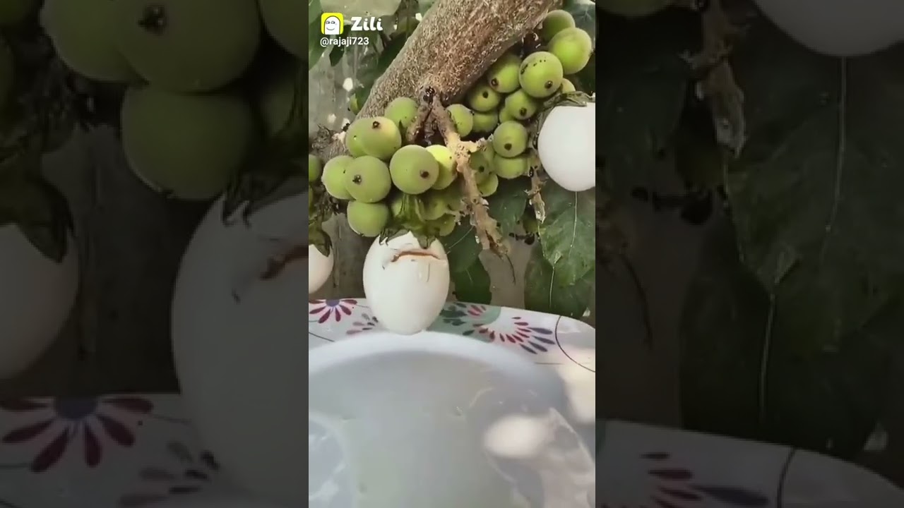 Ohh my God egg brinjal ? like subscribe and share ☺️☺️