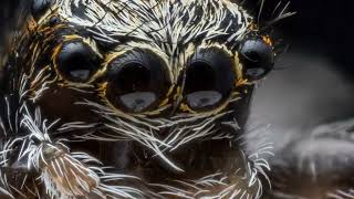 3D focus stack jumping spider