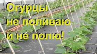 ОГУРЦЫ НА ПЛЕНКЕ, БЕЗ ПОЛИВА продолжение эксперимента. Свекла рассадой из "Улитки"