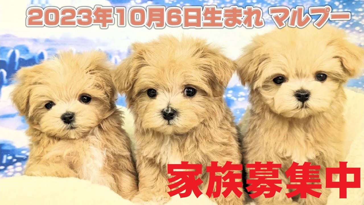 ⭐ワンママ⭐プードル＆マルプー3段ラック❤️2セット⭐--185・186 生後56日目〉HUGベビ❤マルプーの3つ子ちゃん 家族が決まりました