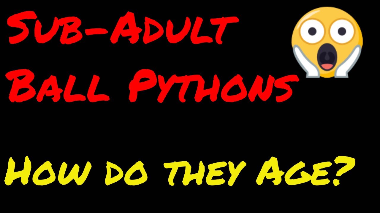 ball python breeders in ohio Taking a look at subadults! - How they age?