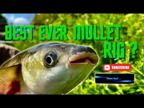 Uk Sea Fishing-UK Mullet Fishing-best Rig for Mullet SLAMMERS?-Underwater Spy Cam-Bassmans VLOG#25