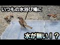 日課の水浴び お水入れました　すずめ日記