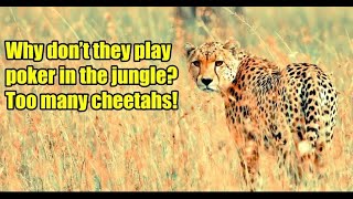 Happy Cheetah Day!!!  Rezzy Poker Tour Game 71!!! Free Live Texas Hold Em' Poker!!! screenshot 3