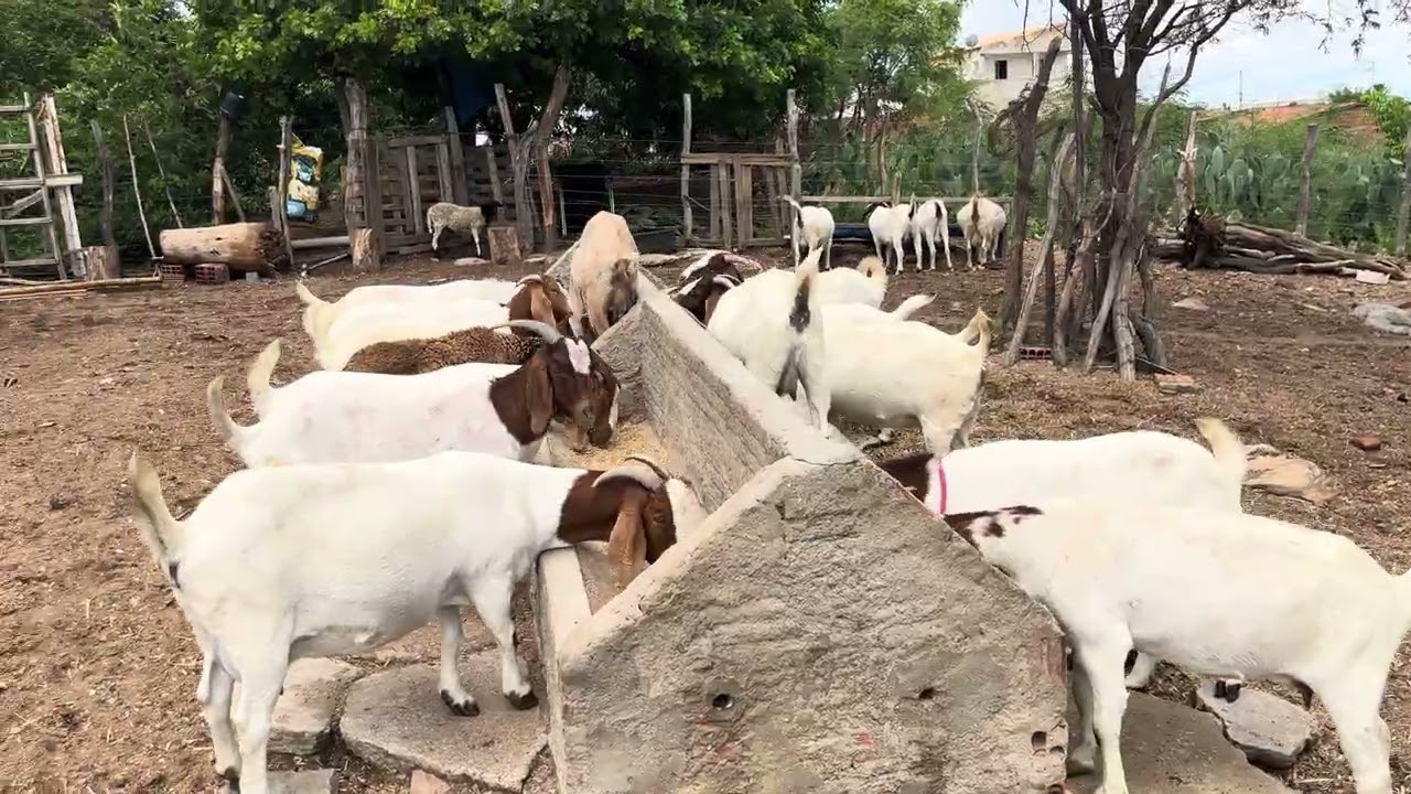 Solta de Rebanho no Criatorio Marques - 21/02/26
