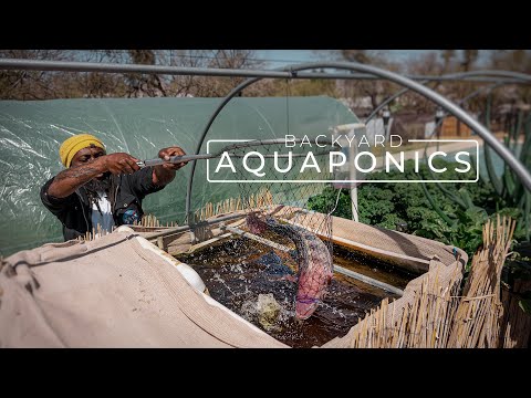 ⁣Backyard Aquaponics Farming Fresh Fish and Vegetables | PARAGRAPHIC