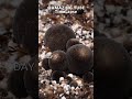 Growing Straw Mushroom - Time Lapse