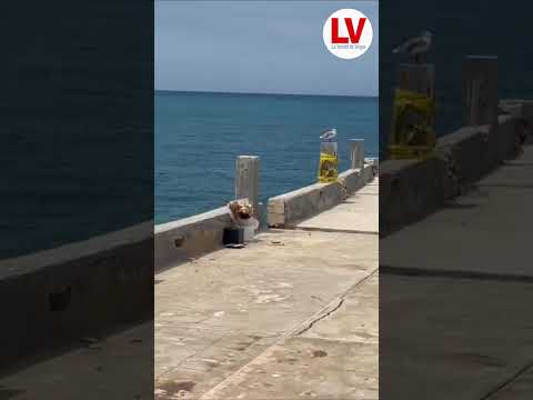 Bahía del Mar resistió el sismo de 1967