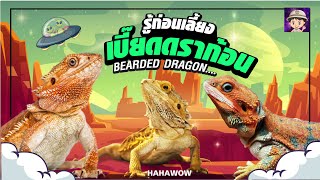 เบี๊ยดดราก้อน ดูหน้ากลัว เเต่ใจดีนะ รู้ก่อนเลี้ยง Bearded Dragon. ตอนที่1