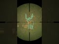 Diamond Axis Deer Nearly Escaped! 🦌