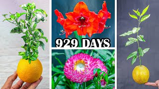 929 Days Growing Plants In 8 Minutes Time Lapse Compilation