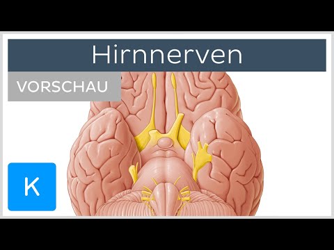 Die 12 Hirnnerven: Verlauf, Innervation & Funktion (Vorschau) | Kenhub