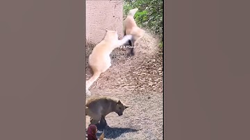 🐱"Kucing Nyerang Tanpa Ampun! Anjing Kaget Sampai Nggak Berani Ngelawan 🤣"#funny #animals #fypシ゚