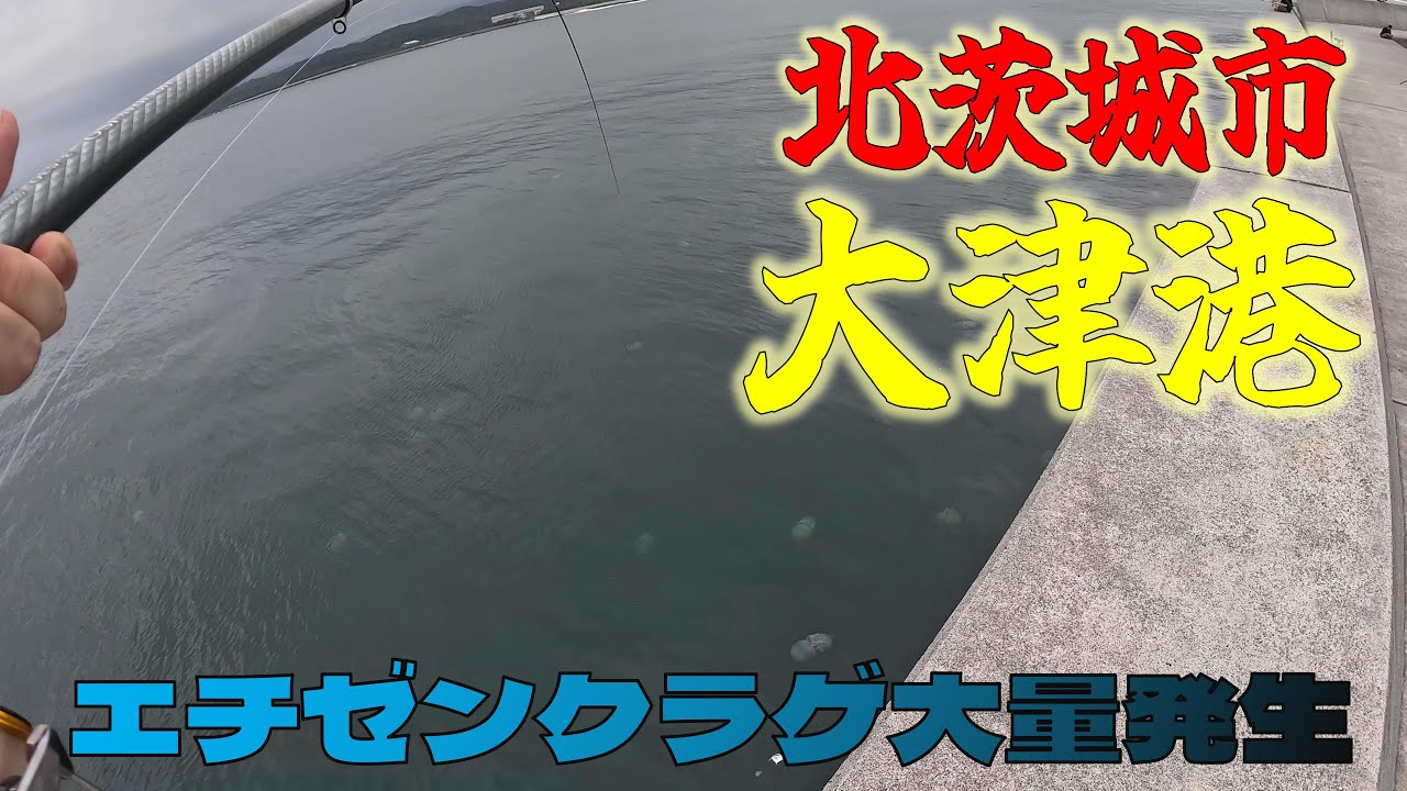 大津港　エチゼンクラゲだのイトヒキアジだの