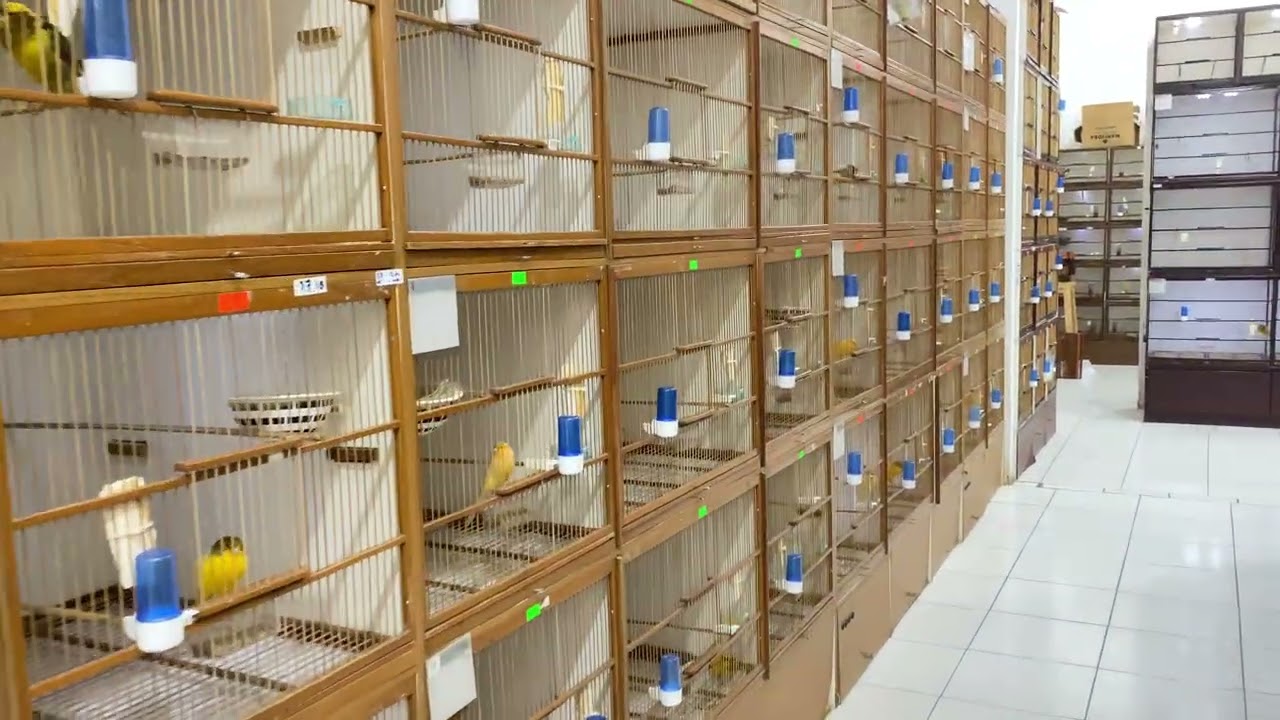 Bisa satuan bisa sekaligus banyak yorkshire tkf