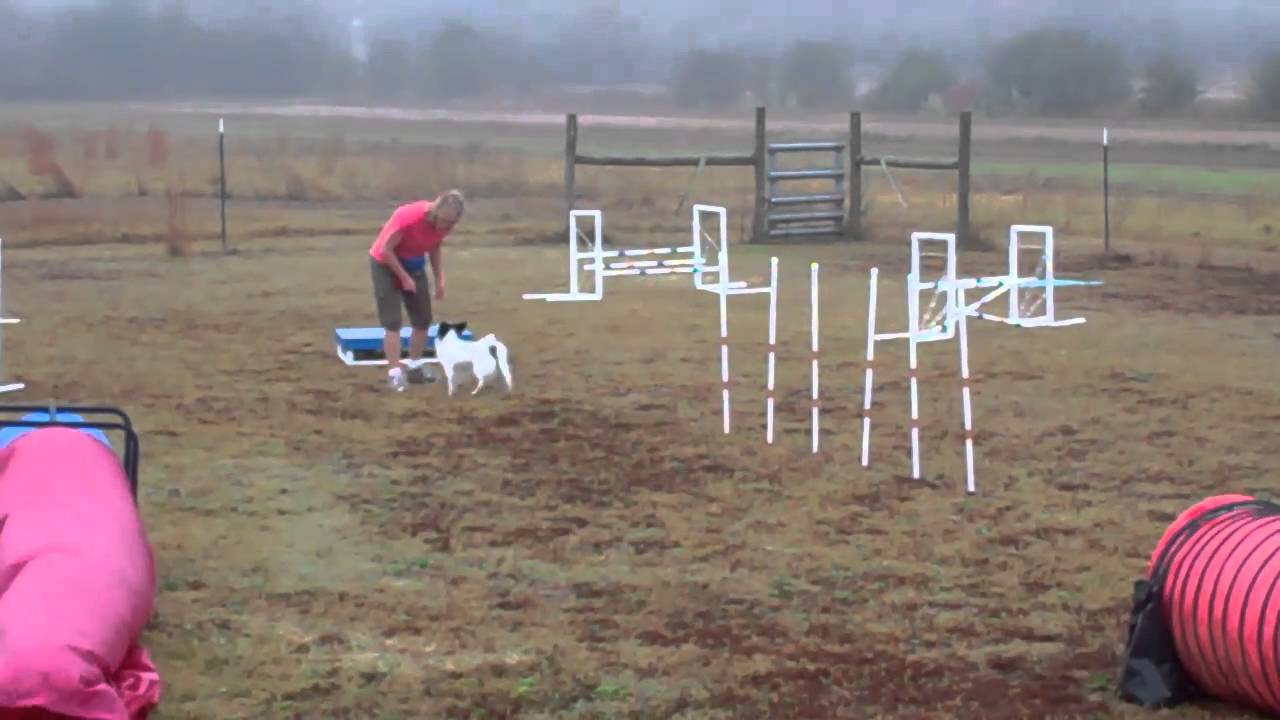 Dog Max Inc Agility Class Nov 23 2010b