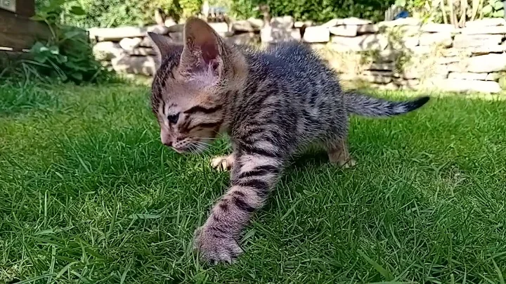 Video 10930921: bengal kitten first, little bengal kitten, kitten outside