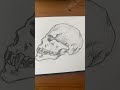 Watching anime currently #skull #art #doodle
