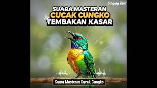 Download Lagu Cungkok variasi (kunti speed roll ,cililin ,tembakan pedas ) #hobiburung #cucakcungkoknembak  MP3