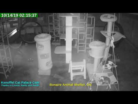video editing software free Animal Shelter Bonaire Live Stream