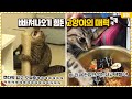 고양이에 한 번 빠지면 쉽게 빠져나올 수 없는 이유ㅋㅋㅋㅋㅋㅋㅋㅋ이 매력덩어리들..♥