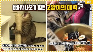 고양이에 한 번 빠지면 쉽게 빠져나올 수 없는 이유ㅋㅋㅋㅋㅋㅋㅋㅋ이 매력덩어리들..♥