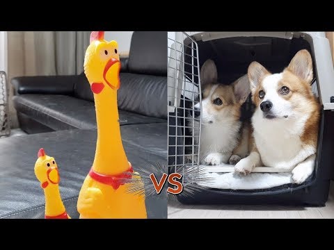 <strong>Dogs</strong> <strong>vs</strong> Crazy Chicken Prank 2 : Funny <strong>Dogs</strong> Scared of Chicken