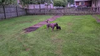 King and Artemis in the Backyard 2