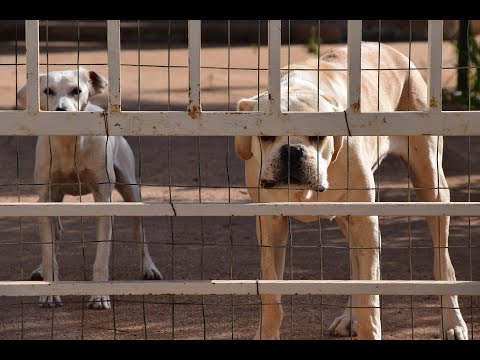Video: Wachhunde Für PS4 Bestätigt