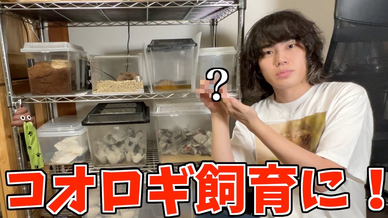 コオロギ飼育10年目にして革新的アイテムと出会った！