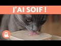 Comment faire boire de l'eau à un chat? 😿 10 conseils