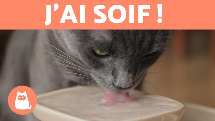Comment Aider Votre Chat Quand Il Ne Mange Pas Youtube
