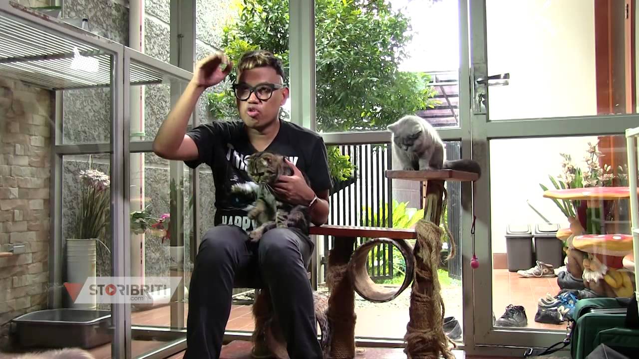 Uya Kuya Scottish Fold Youtube