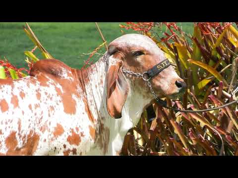 LOTE 10 • LEILÃO GIR LEITEIRO SJ LALU & CONVIDADOS ESPECIAIS • SJLL 91