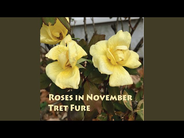 Tret Fure - Roses In November