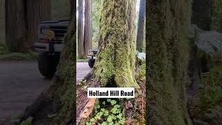 Redwood State & National Park