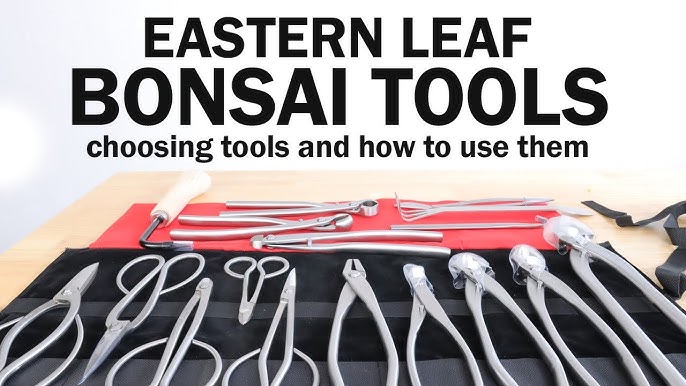 Best Bonsai Tools Brand: Top Picks for Precision and Quality