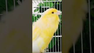 Download Lagu chant singing canaries تغريد الكناري MP3