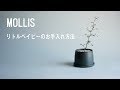 MOLLIS JOURNAL [Tips] リトルベイビーのお手入れ方法