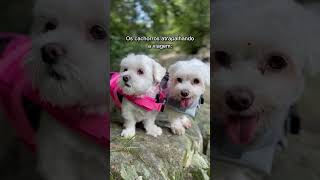 Será que cachorro atrapalha a viagem? ❤️ #cachorros #cachorro #shorts