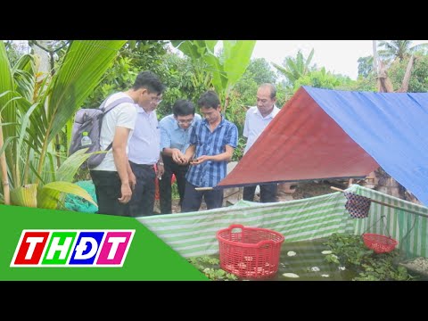 Video Triển vọng mô hình nuôi ốc bươu đen trong vèo ở Lai... - youtube