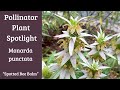 Pollinator Plant Spotlight! Monarda Punctata AKA Spotted Bee Balm #pollinatorgarden #nativeplants