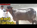 👍5 Star Murrah Buffalo @Village Singhwa khas.👍ऐसी झोटी पहले कभी नही देखी होगी (9416754000)👍