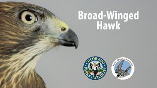 Uncommon Raptors of Colorado: BroadWinged Hawk