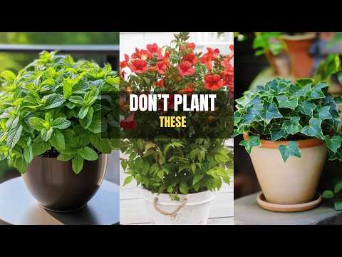 8 Flowers I Regret Planting (Here's What I Grow Now)
