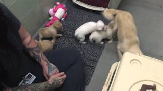 Reunion of Momma and Puppies at the Marin Humane Society