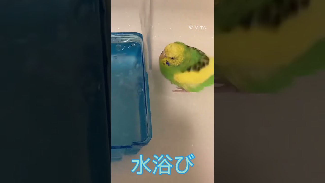 【セキセイインコ】ピーちゃんの、水浴びする姿です！💖
