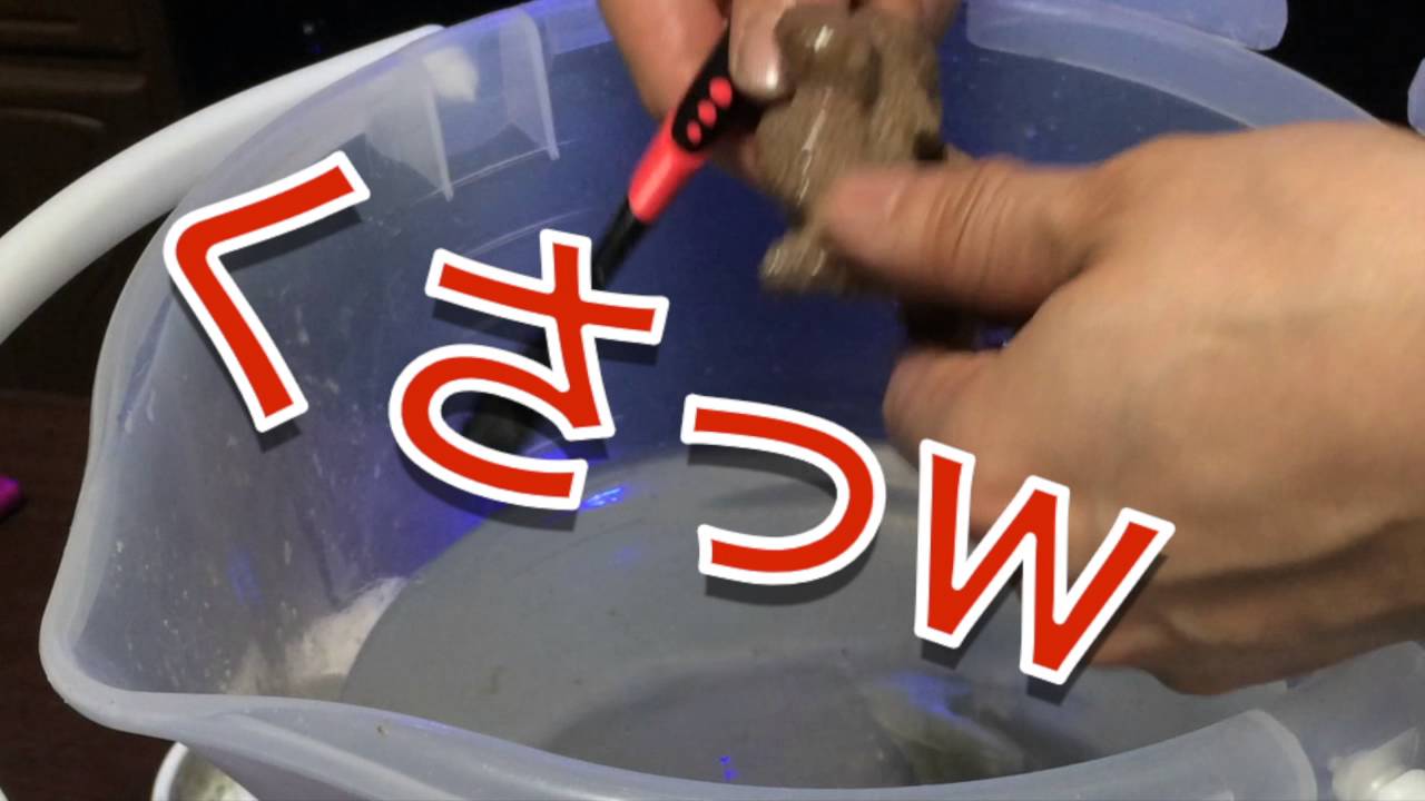 スターポリプが開かない 久しぶりにサンゴ掃除します 海水魚水槽 Youtube