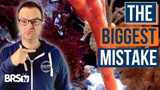 Are We Feeding Our Saltwater Fish WRONG? Beginner Tips & Tricks! Ep: 37