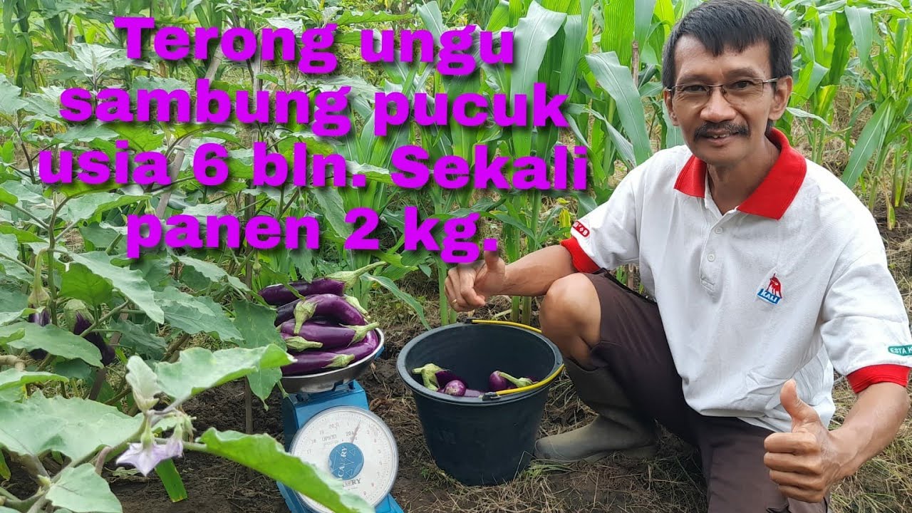Terong ungu sambung pucuk usia 6 bln. Sekali panen 2 kg.